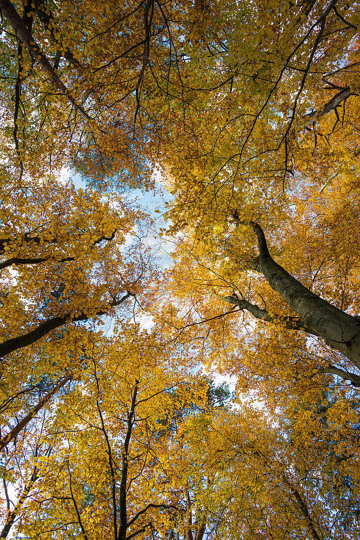 Buchenwald (fagus) mit gelben Blättern im Herbst, Froschperspektive, bei Überlingen, Bodensee, Baden-Württemberg, Süddeutschland, Deutschland