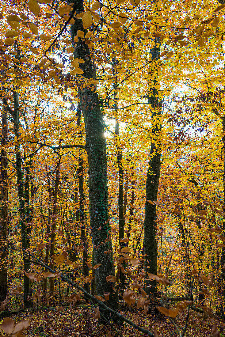 beech forest in autumn, near Überlingen, lake constance, Baden-Württemberg, Germany