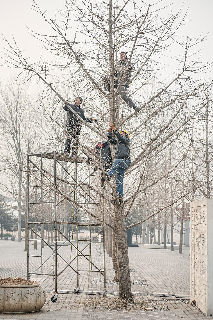 chinesische Arbeiter stutzen Baum, Smog, Olympischer Park, Peking, China, Asien