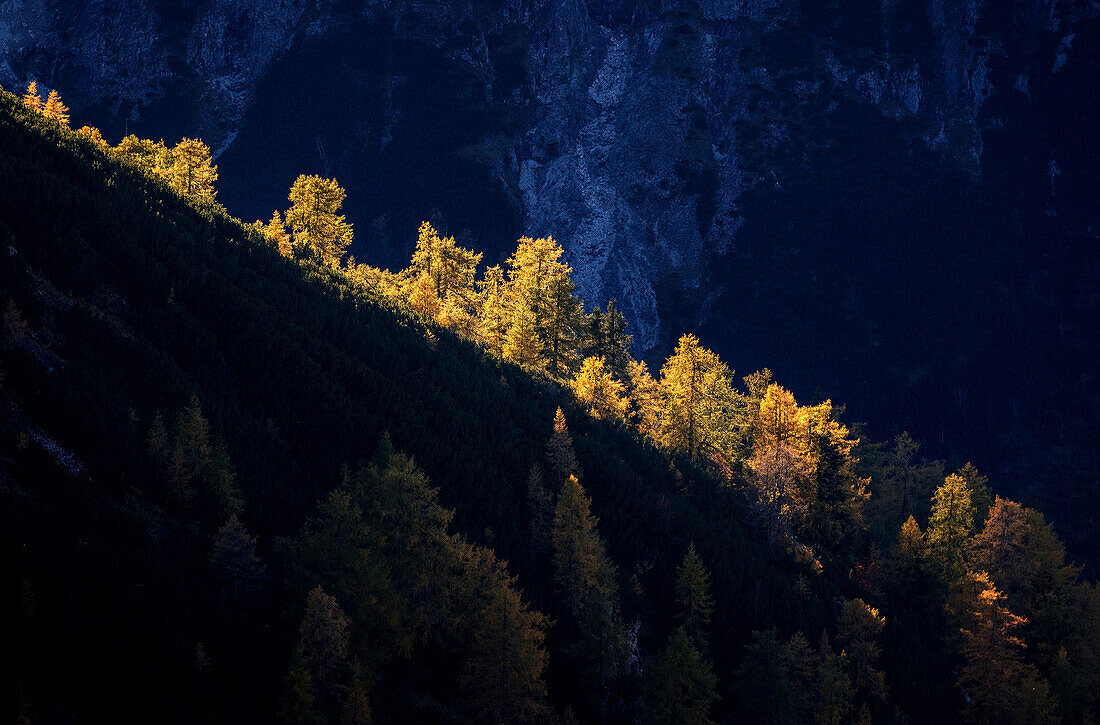 Beleuchtete Lärchen auf einem Bergrücken im Karwendel, Tirol, Österreich
