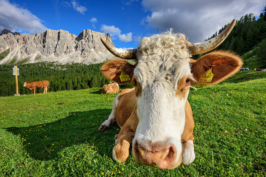 Kuh liegt auf Wiese vor Felsbergen, Monte Formin im Hintergrund, Dolomiten, UNESCO Welterbe Dolomiten, Venetien, Venezien, Italien