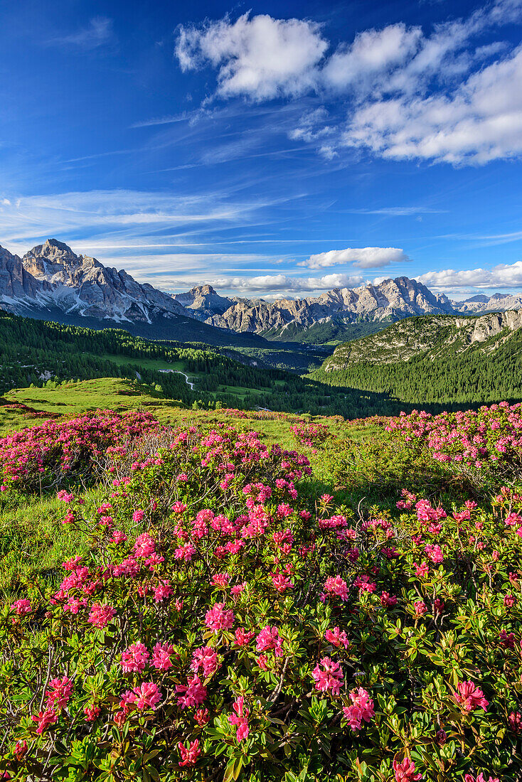 Alpine roses in blossom in front of Tofana and Monte Cristallo, Dolomites, UNESCO World Heritage Site Dolomites, Venetia, Italy