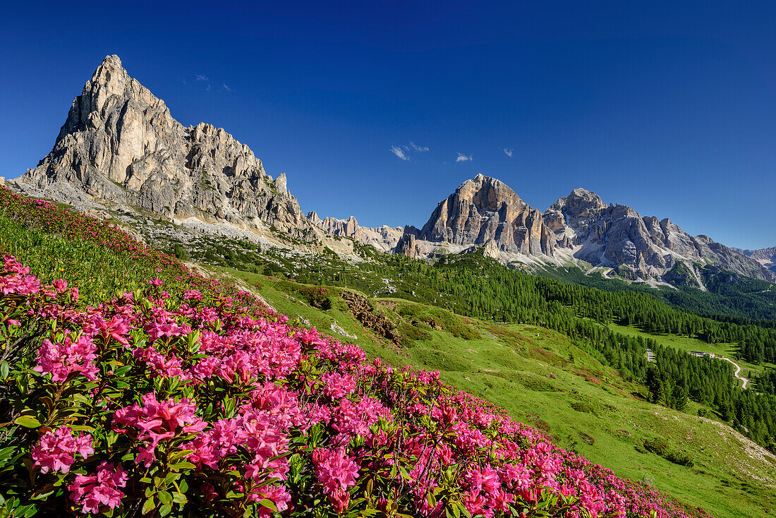 Blühende Alpenrosen vor Gusela und Tofana, Dolomiten, UNESCO Welterbe Dolomiten, Venetien, Venezien, Italien