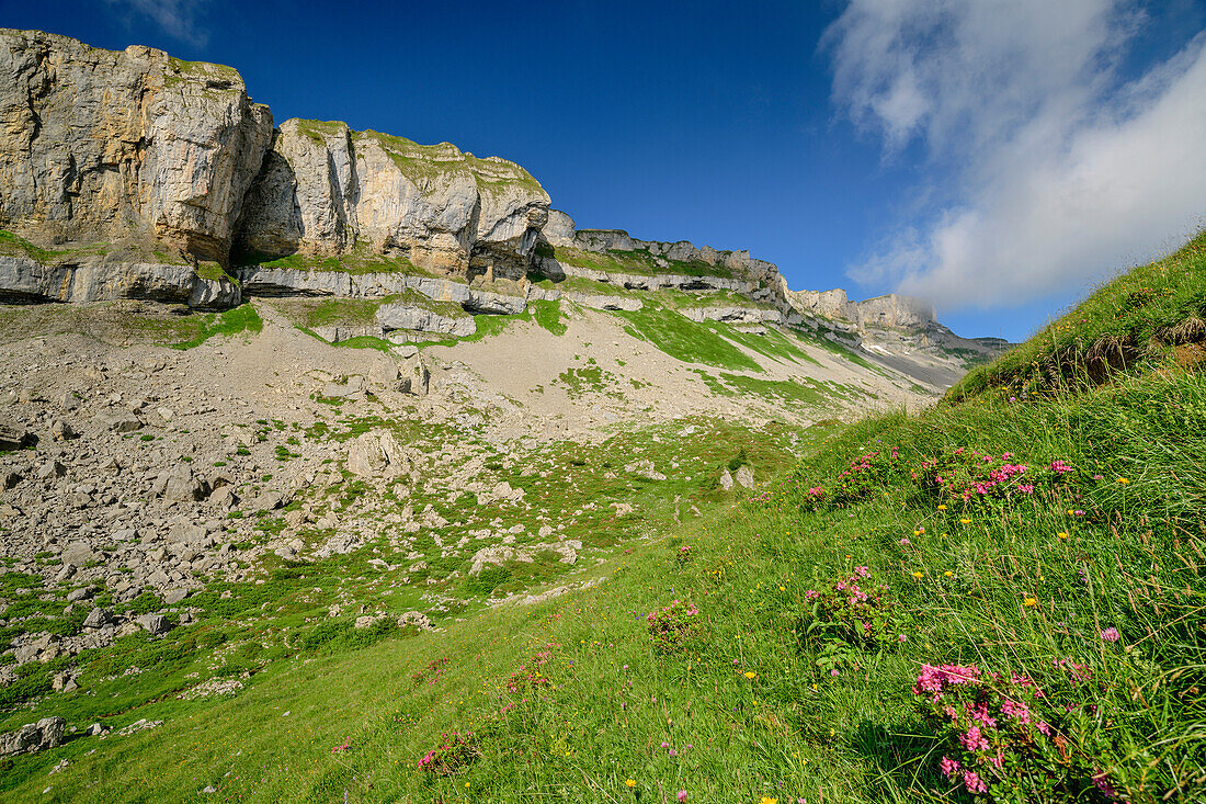 Meadow with flowers beneath Hoher Ifen, Hoher Ifen, Allgaeu Alps, valley of Walsertal, Vorarlberg, Austria