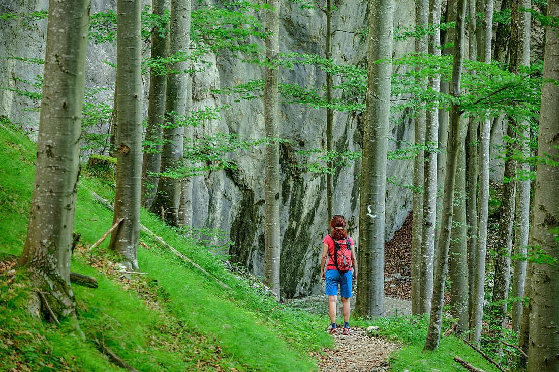 Woman hiking on Lechweg through forest of beech trees, lake Alpsee, Lechweg, Ammergau Alps, Swabia, Bavaria, Germany