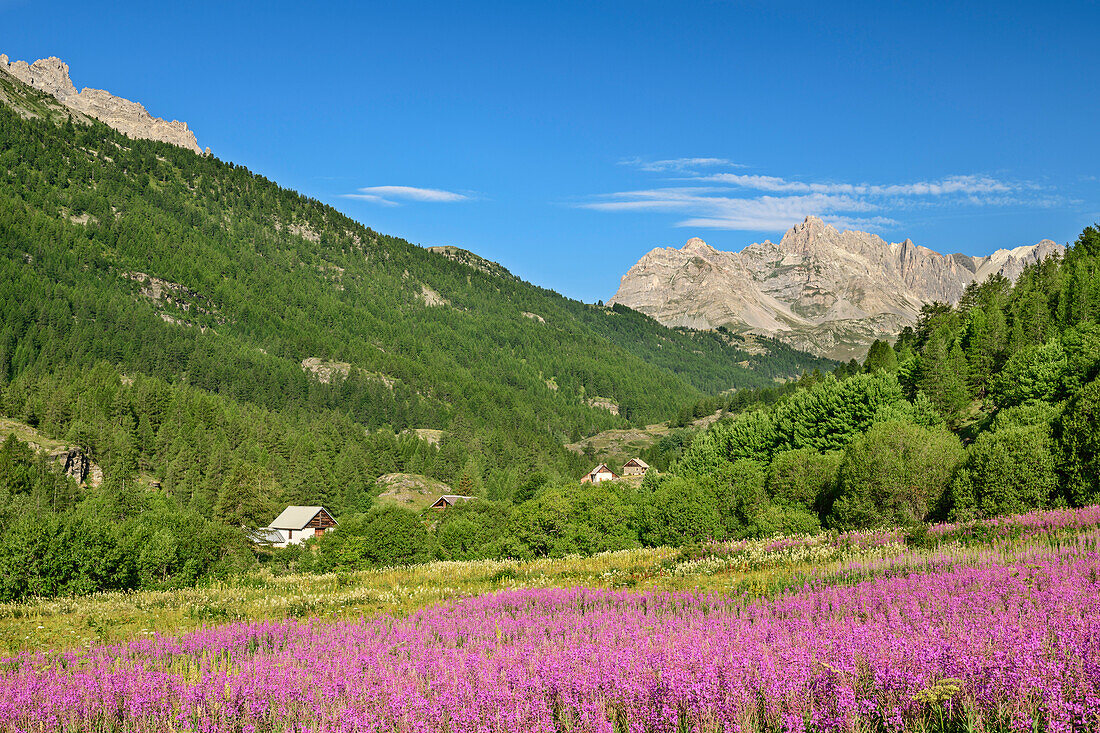 Meadow with pink flowers in Val Clarée, Val Clarée, Dauphine, Dauphiné, Hautes Alpes, France