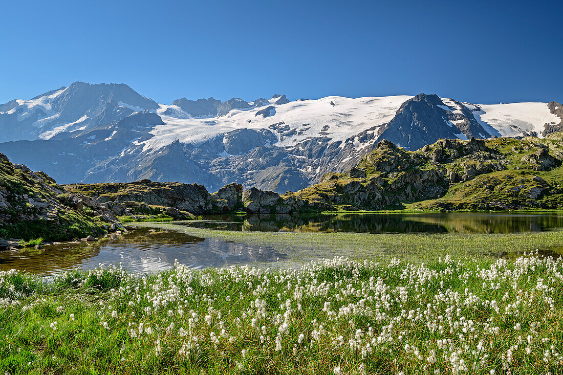 See mit Wollgras vor Gletscherbergen, Blick auf Ecrins, Lac Lérié, Plateau d' Emparis, Nationalpark Ecrins, Dauphine, Dauphiné, Hautes Alpes, Frankreich
