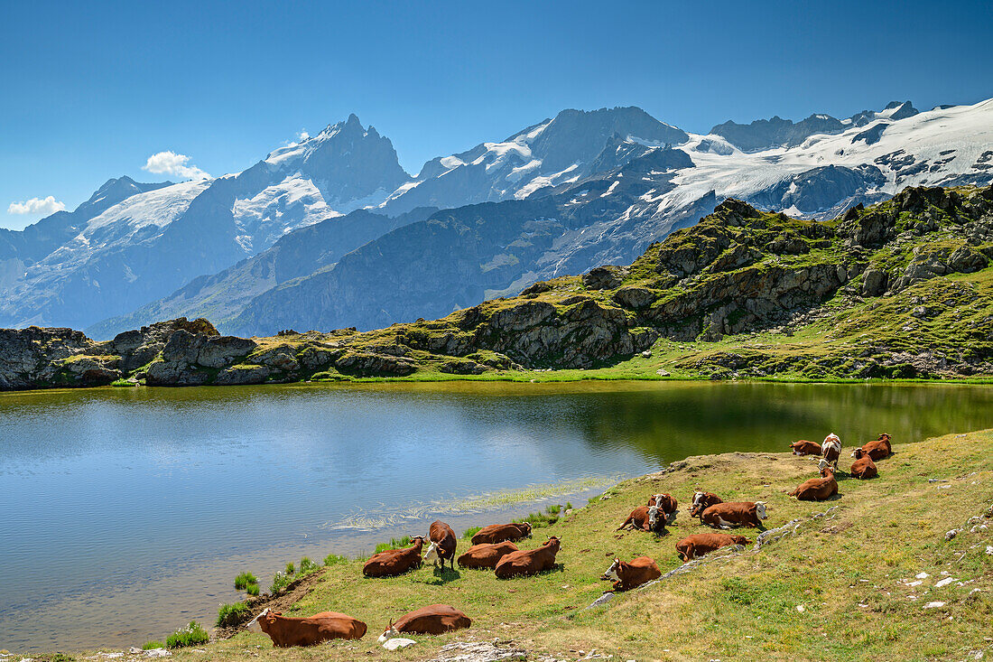 Lake with cattle in front of glacier mountains, view towards Ecrins, lake Lac Lérié, Plateau d' Emparis, National Park Ecrins, Dauphine, Dauphiné, Hautes Alpes, France