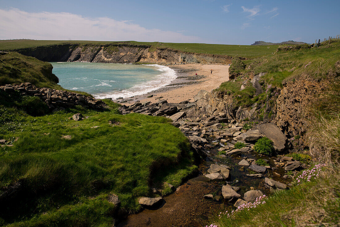 A rivulet flows through green meadows to Clogher Beachn seen from while walking the Dingle Way, Clogher Bay, Dingle Peninsula, County Kerry, Ireland, Europe