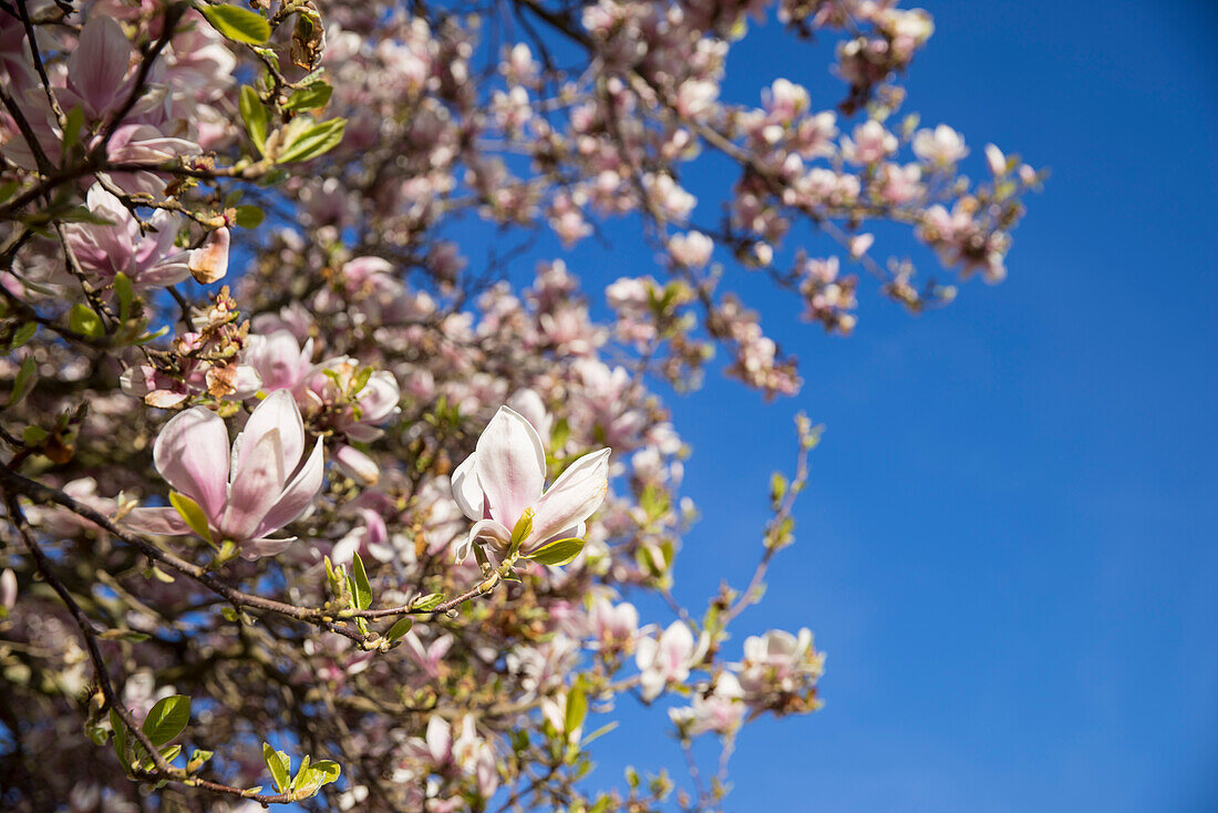 Magnolia Soulangeana flowers in white and pink on the tree with blue sky, Kassel, Hesse, Germany, Europe