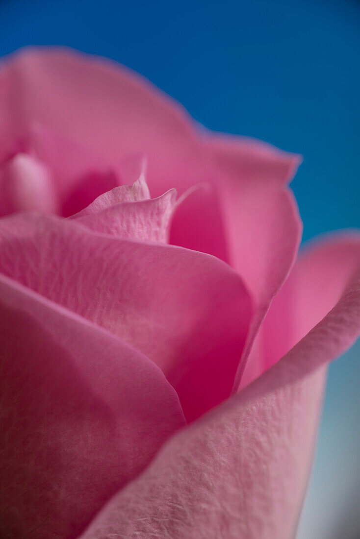 Close-up of a pink rose flower, Kassel, Hesse, Germany, Europe