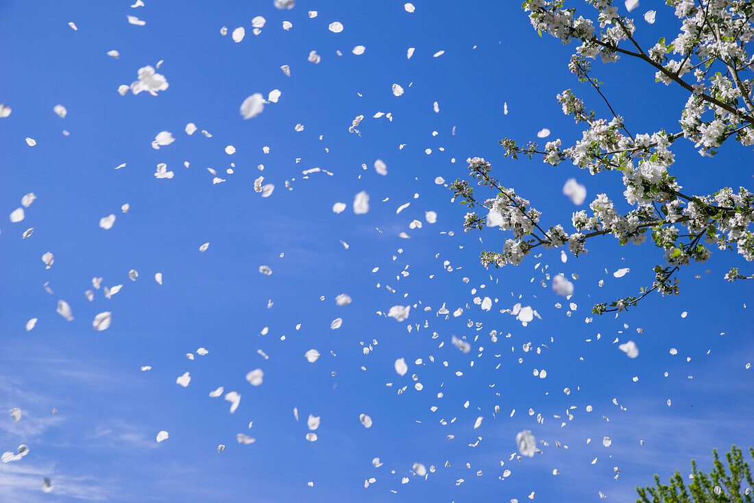 Apfelbaum Blütenblätter fliegen sanft im Wind an einem sonnigen Tag im Frühling mit blauem Himmel, Kassel, Hessen, Deutschland, Europa