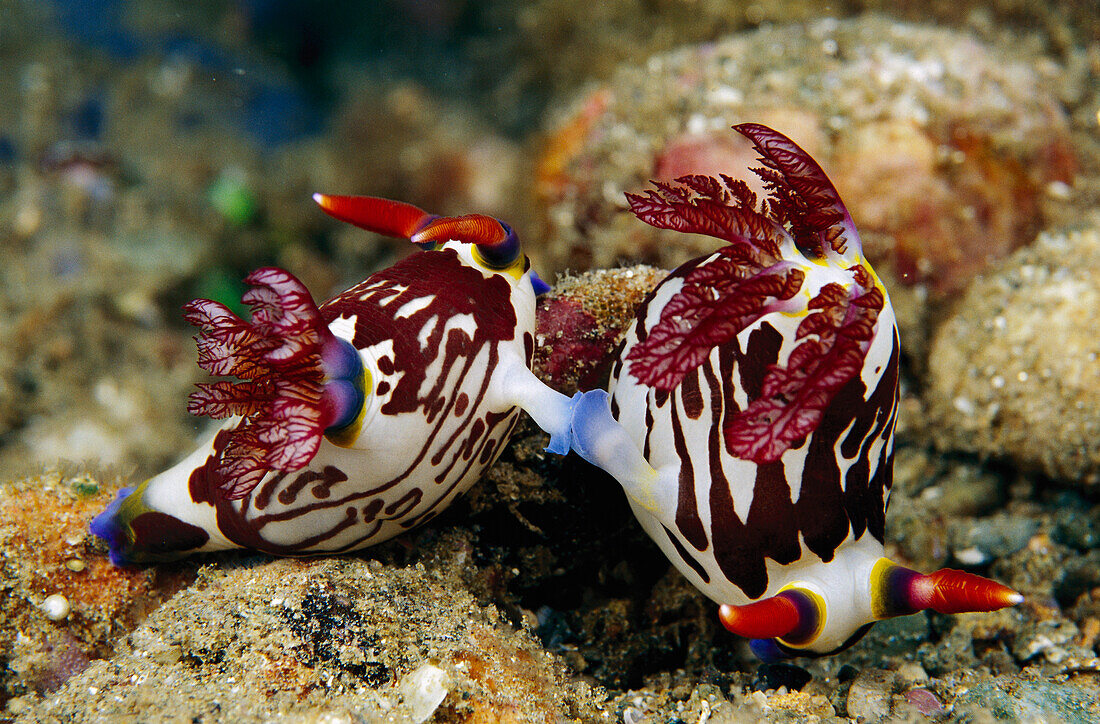 Nudibranch (Nembrotha sp) pair mating, Papua New Guinea