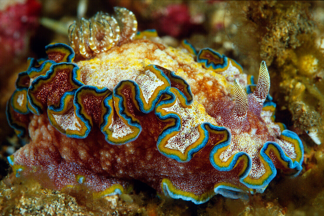 Nudibranch (Glossodoris cincta), Indonesia