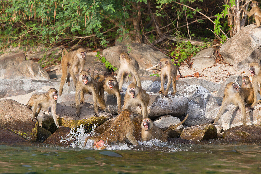 Yellow Baboon (Papio cynocephalus) troop ganging up on one individual, Lake Tanganyika, Mahale Mountains National Park, Tanzania