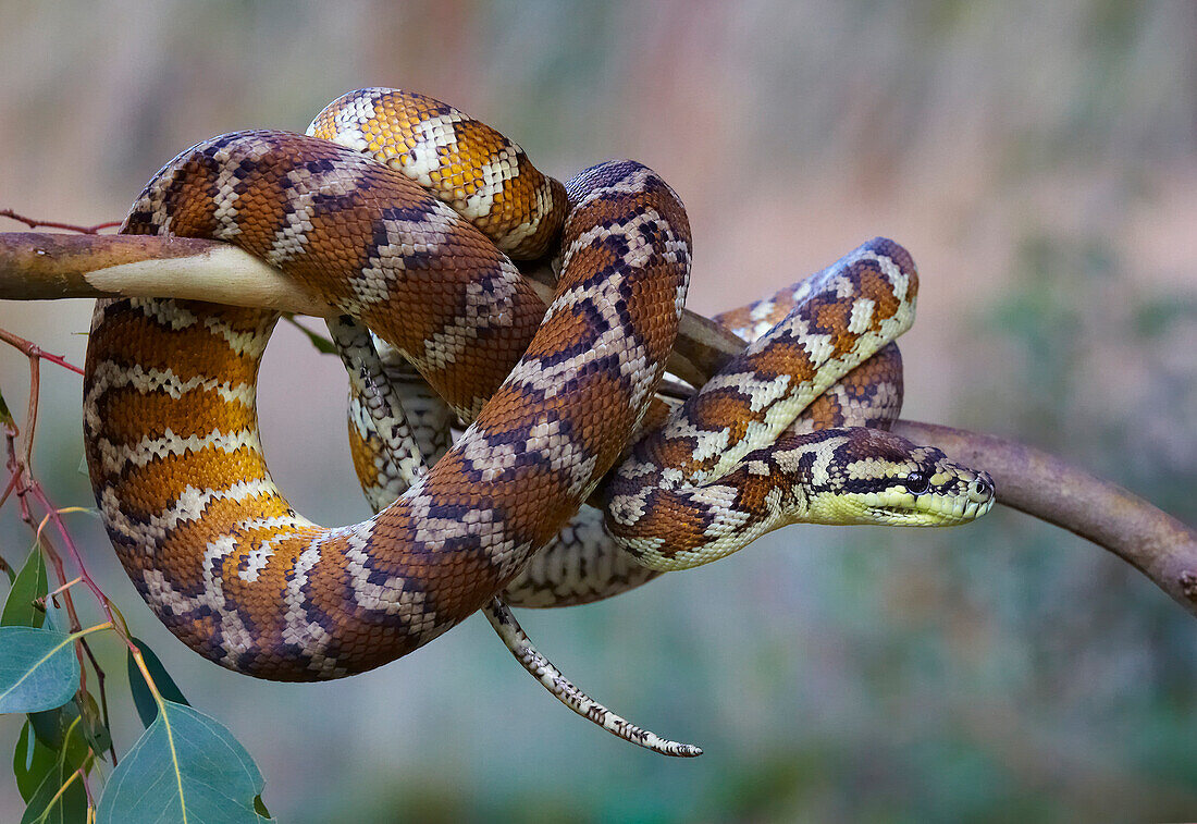 Carpet Python (Morelia spilota variegata) in tree, Northern Territory, Australia