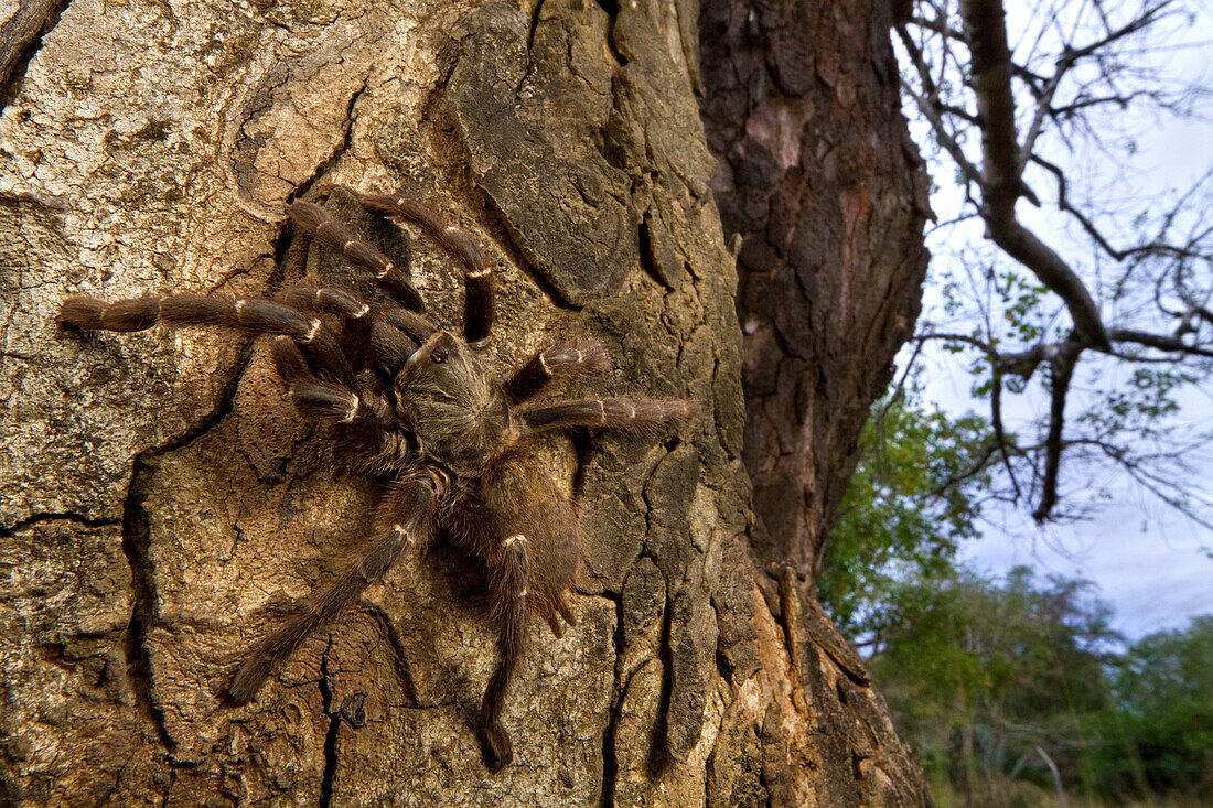 Tarantula (Theraphosidae)aka Baboon Spider on tree, Gorongosa National Park, Mozambique
