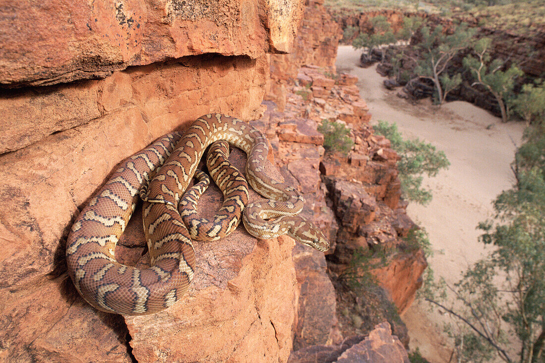 Bredlas Carpet Python (Morelia bredli) coiled on rock ledge on mountain side, Trephina Gorge National Park, MacDonnell Ranges, Australia