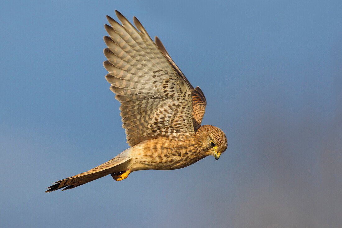 Eurasian Kestrel (Falco tinnunculus) hovering, Pisa, Italy