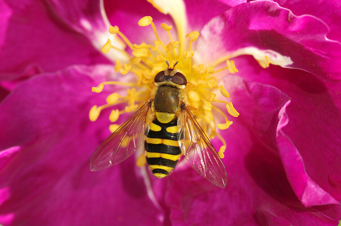 Hoverfly (Syrphus ribesii) on Rose (Rosa sp) stamens, Middelburg, Netherlands