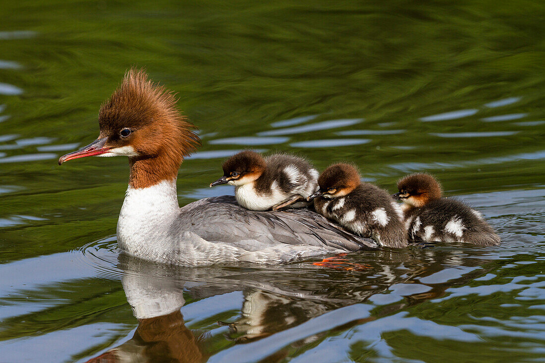 Common Merganser (Mergus merganser) mother carrying chicks on water, Upper Bavaria, Germany