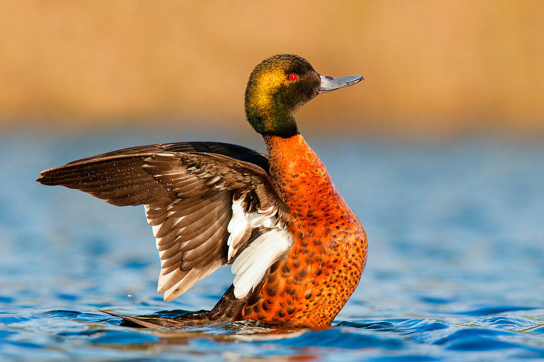 Chestnut Teal (Anas castanea) male, Victoria, Australia