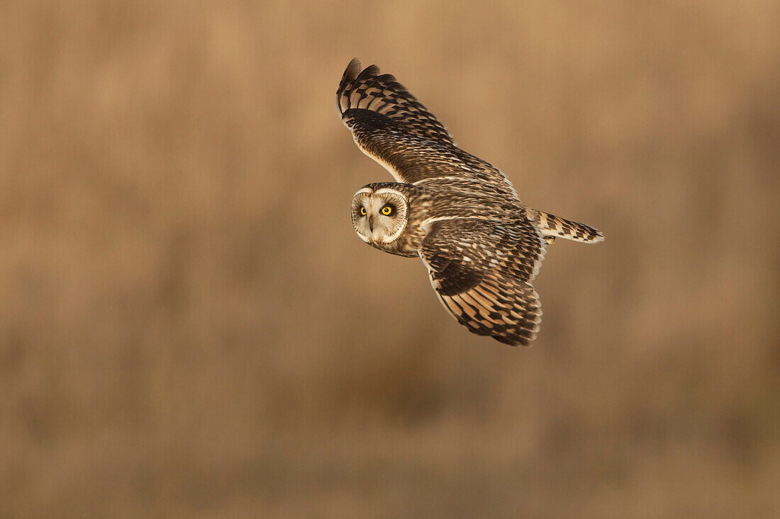 Short-eared Owl (Asio flammeus) flying, Netherlands