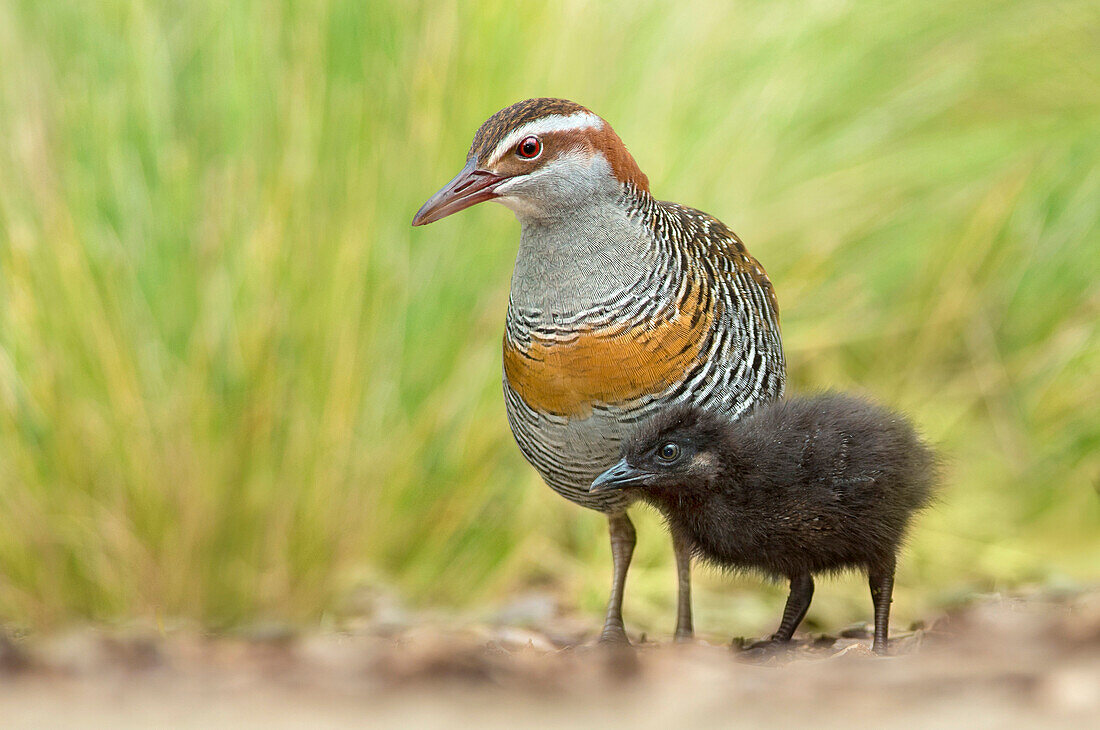 Buff-banded Rail (Gallirallus philippensis) mother and chick, Victoria, Australia