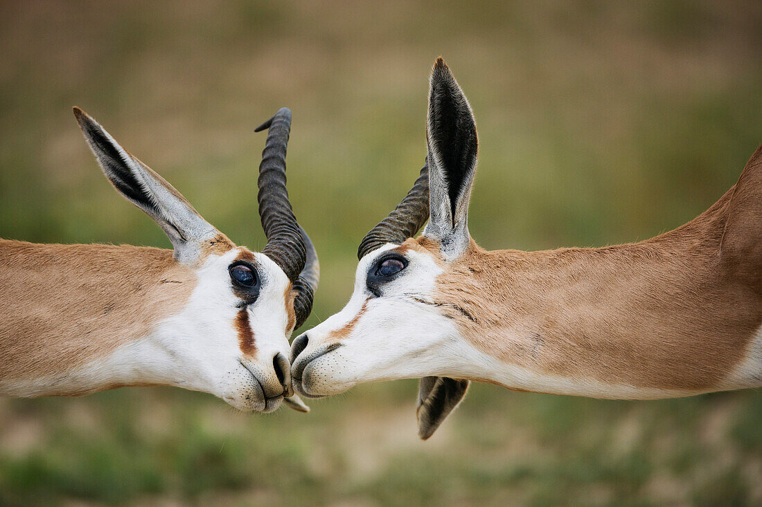 Springbok (Antidorcas marsupialis) males greeting one another, Kgalagadi Transfrontier Park, South Africa