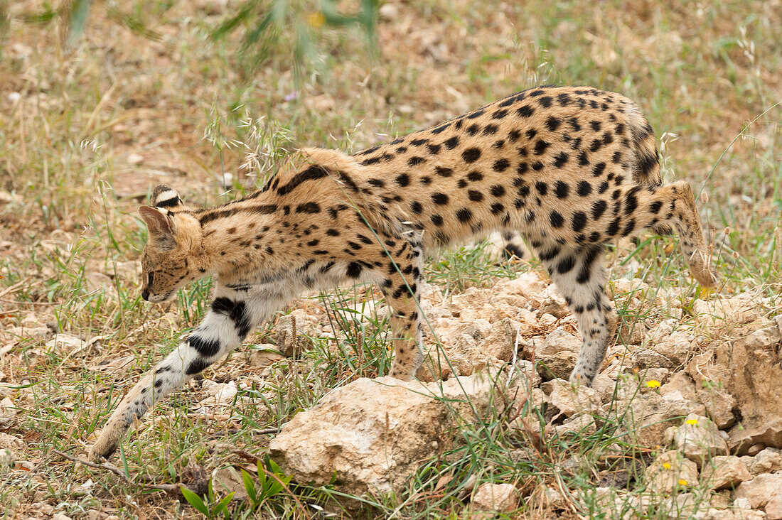 Serval (Leptailurus serval), native to Africa