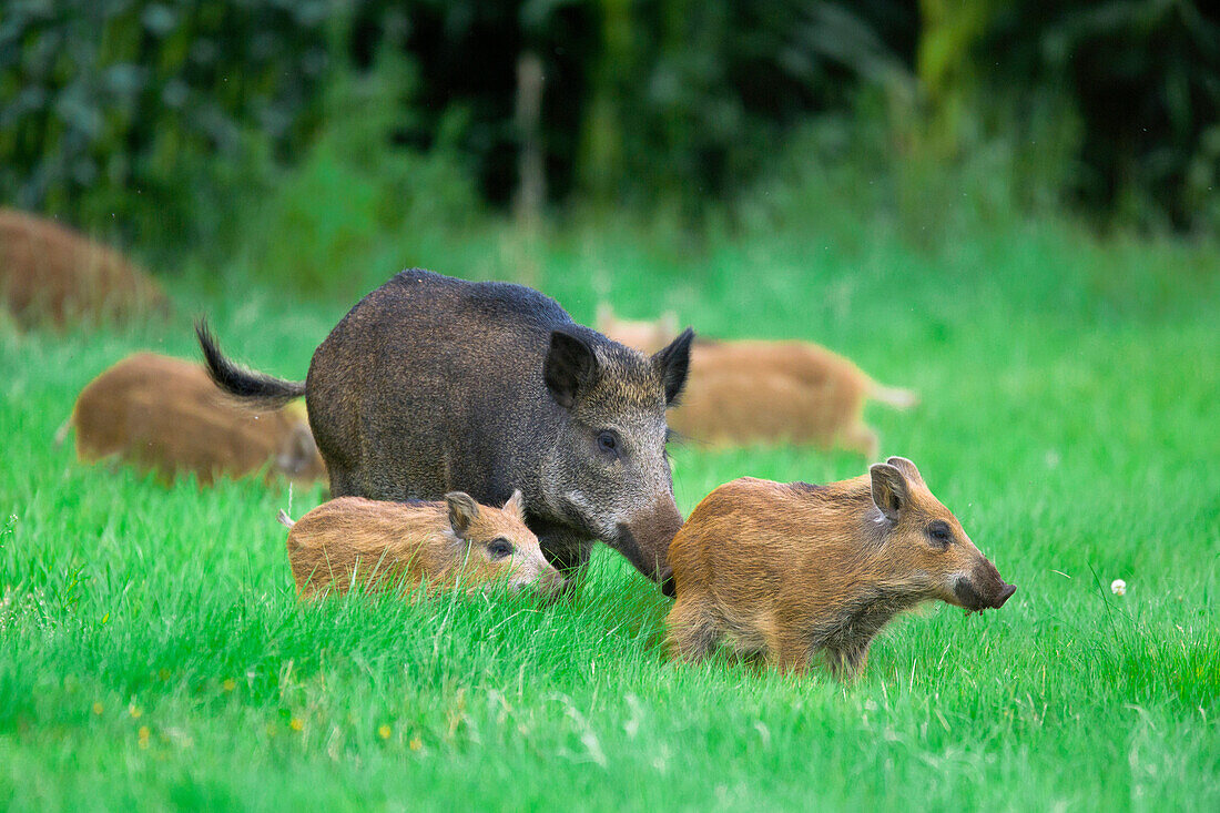 Wild Boar (Sus scrofa) mother with piglets, Noord-Brabant, Netherlands