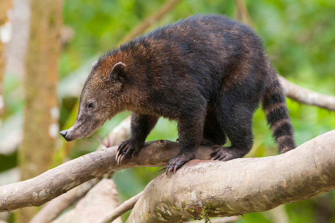 Coatimundi (Nasua nasua) in tree, Reserva Buenaventura, Ecuador