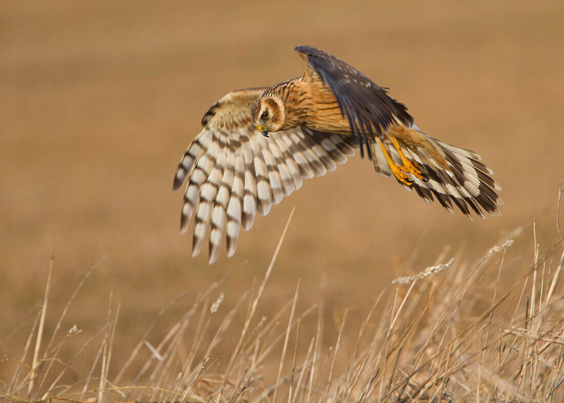 Northern Harrier (Circus cyaneus) flying, Flevoland, Netherlands