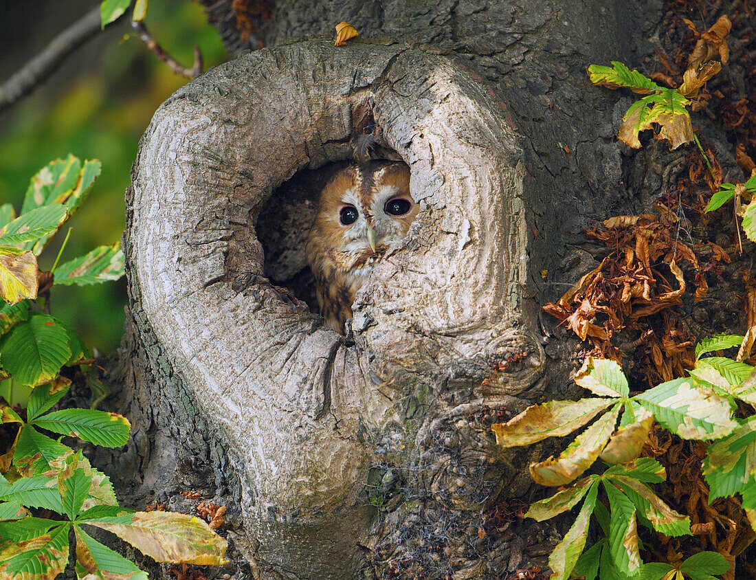 Tawny Owl (Strix aluco) in nest cavity Chestnut (Castanea sp) tree, Zuid-Holland, Netherlands