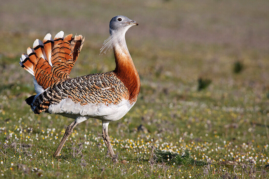 Great Bustard (Otis tarda) displaying, Extremadura, Spain