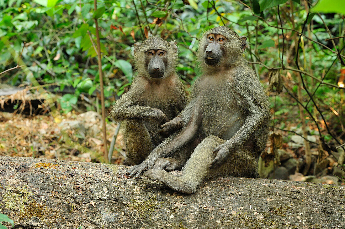 Olive Baboon (Papio anubis) mother and juvenile, Gombe Stream National Park, Tanzania