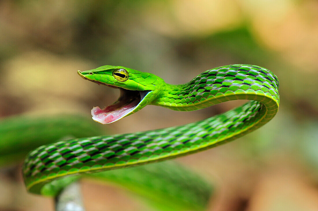 Longnose Whipsnake (Ahaetulla nasuta) in defensive posture, Agumbe Rainforest Research Station, Western Ghats, India