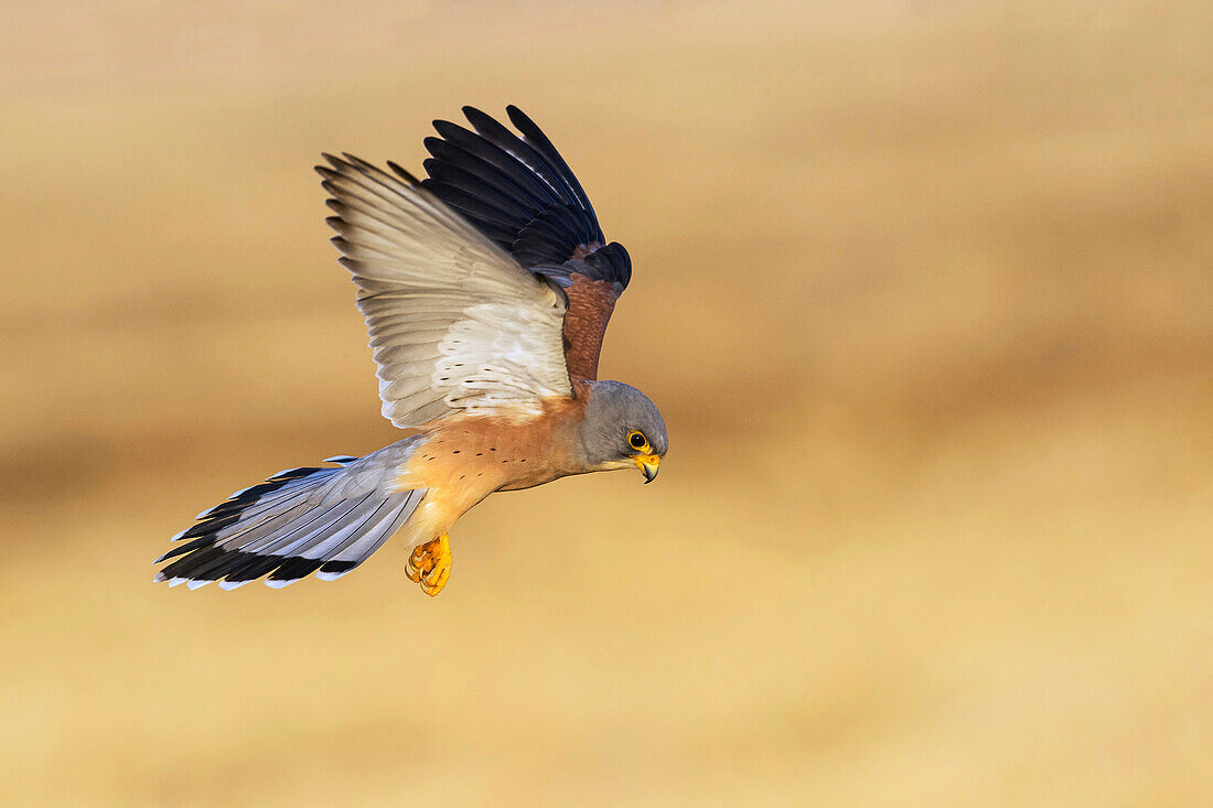 Lesser Kestrel (Falco naumanni) male hunting, Eilat, Israel