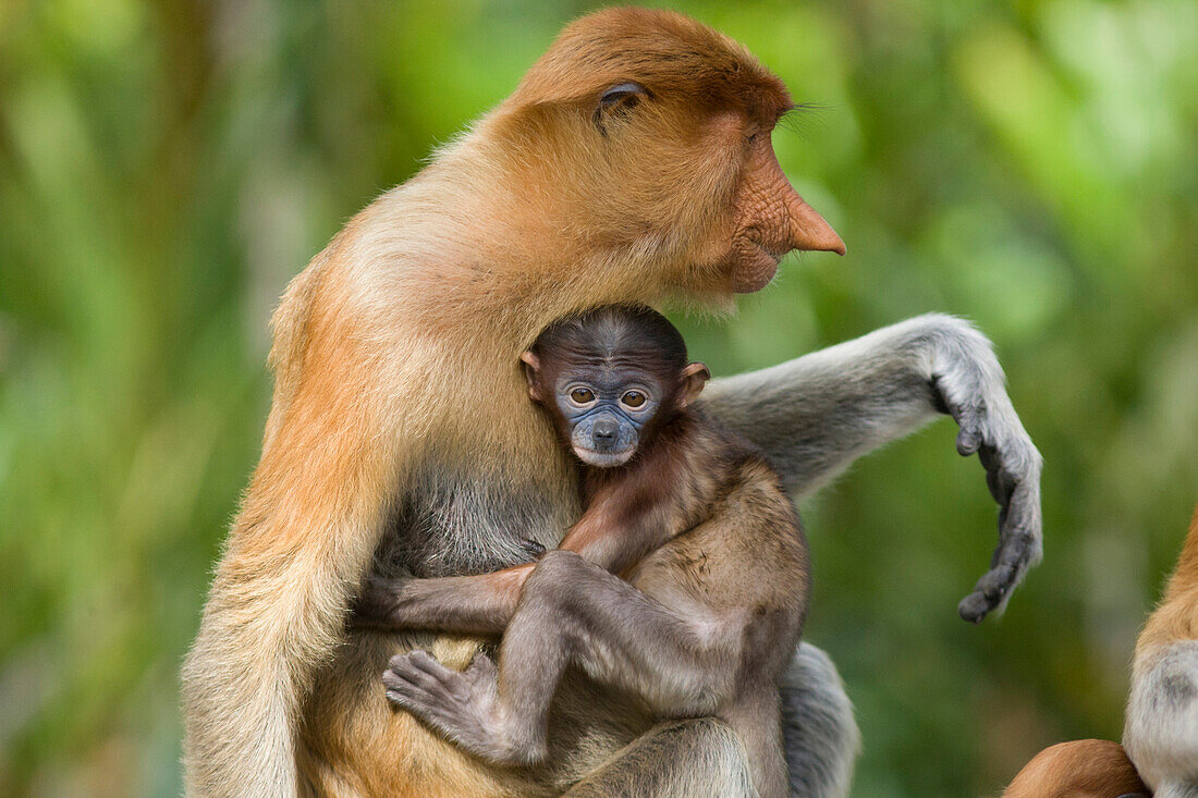 Proboscis Monkey (Nasalis larvatus) baby clinging to mother, Sabah, Borneo, Malaysia