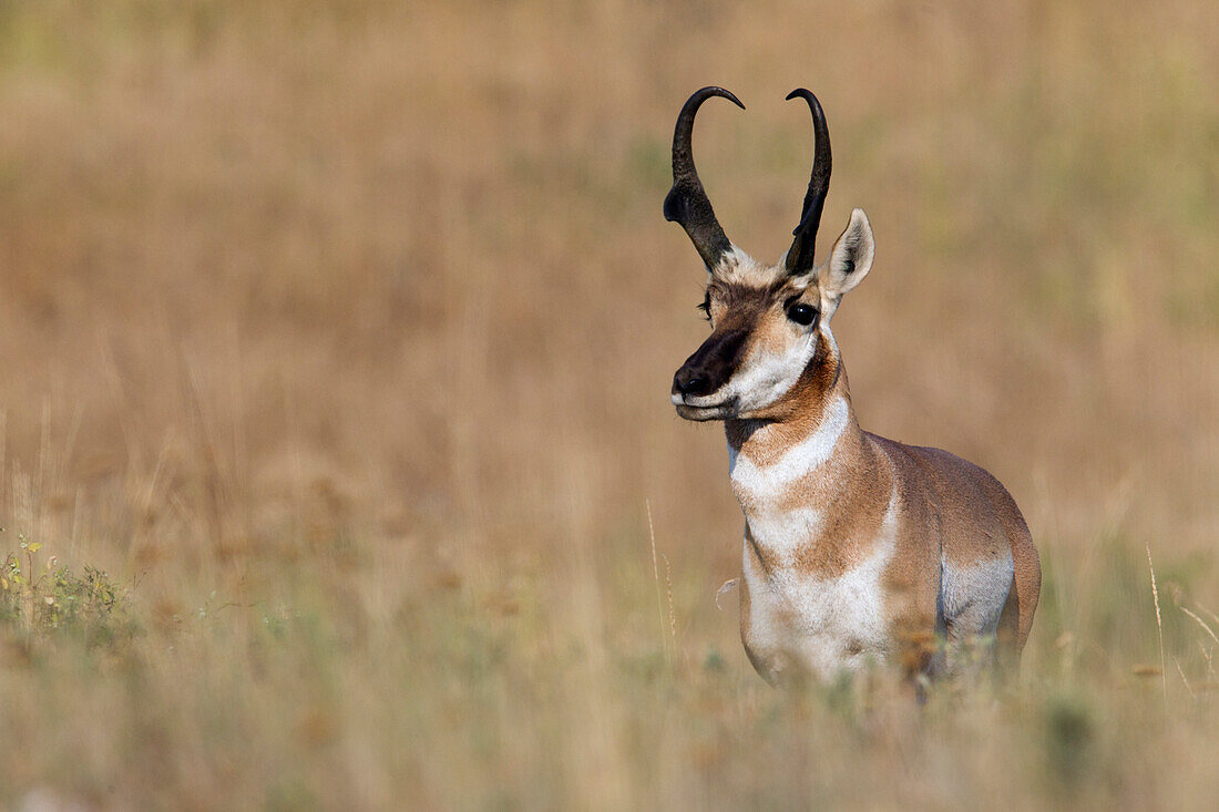 Pronghorn Antelope (Antilocapra americana) buck, North America
