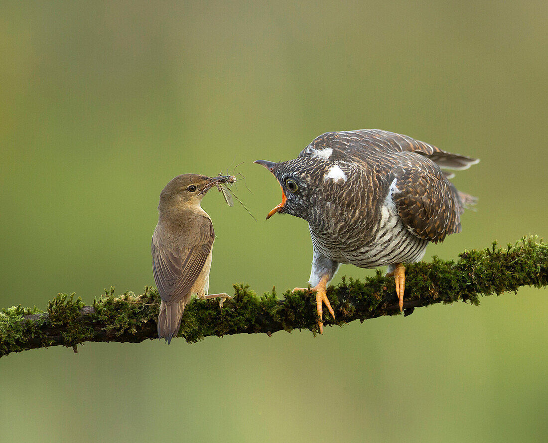 Common Cuckoo (Cuculus canorus) chick being fed by Eurasian Reed-Warbler (Acrocephalus scirpaceus), Amsterdam, Netherlands