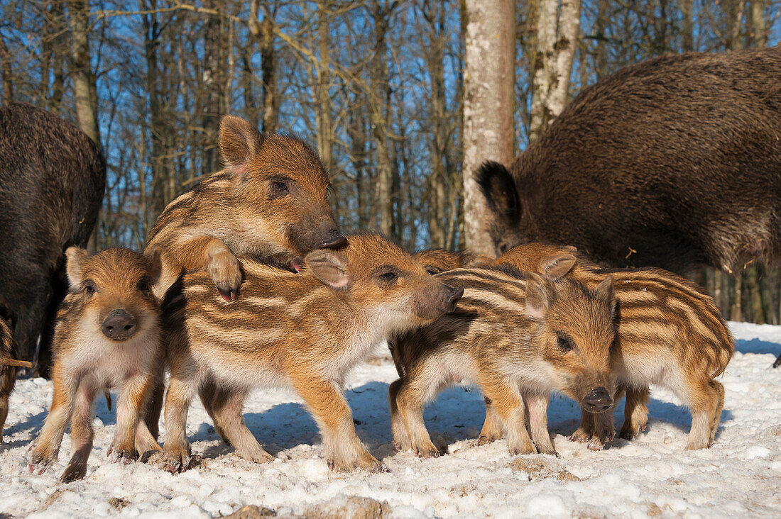 Wild Boar (Sus scrofa) group with piglets in snow, Autreche, France