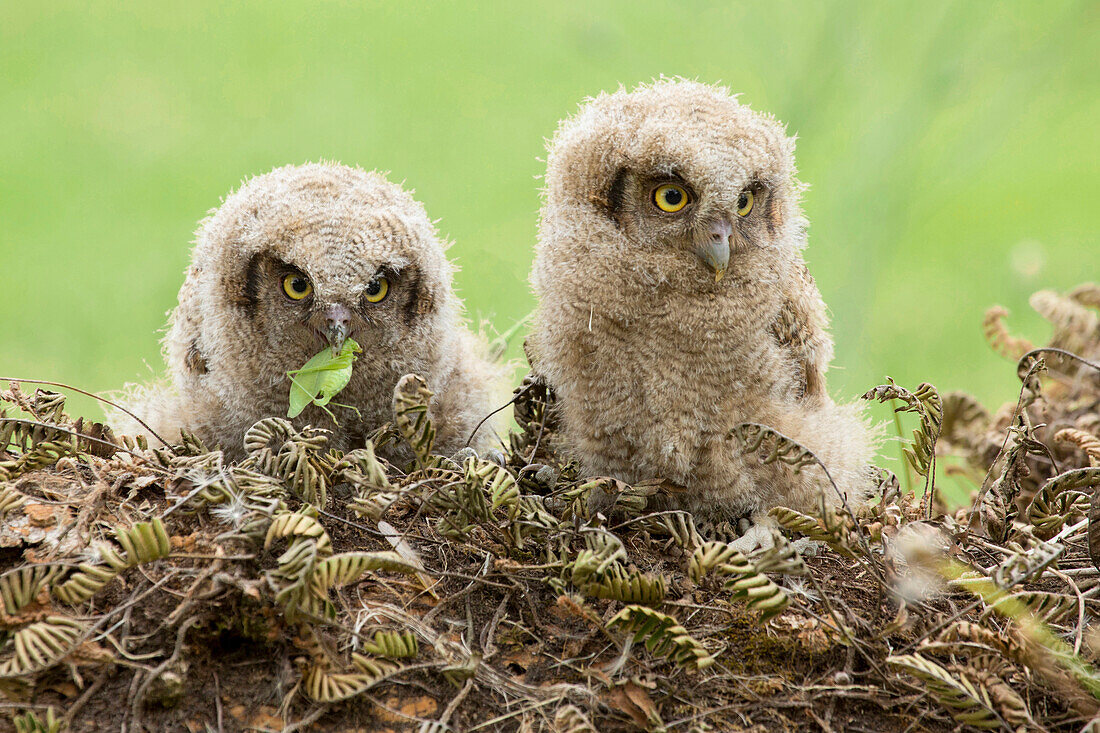 Tropical Screech Owl (Otus choliba) chicks with prey, Heredia, Costa Rica