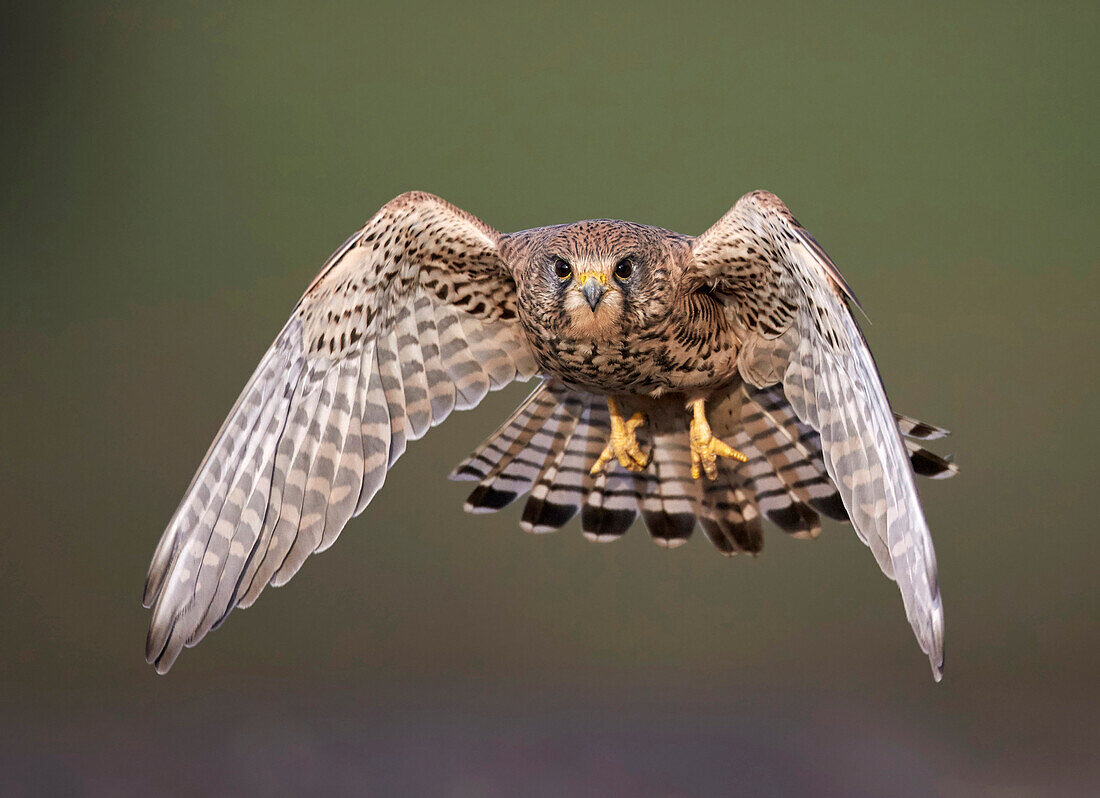 Eurasian Kestrel (Falco tinnunculus) flying