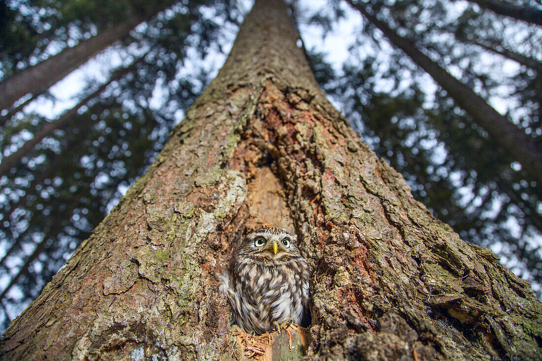 Little Owl (Athene noctua) in tree cavity, Zdarske Vrchy, Czech Republic