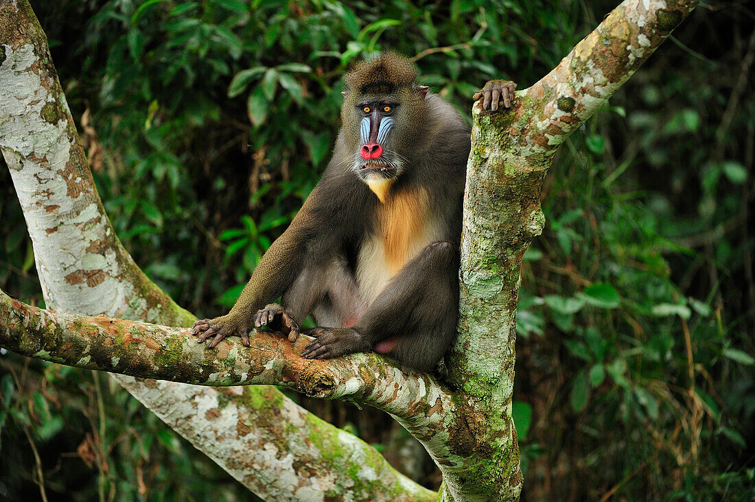 Mandrill (Mandrillus sphinx) male, Lekedi Natural Preserve, Gabon