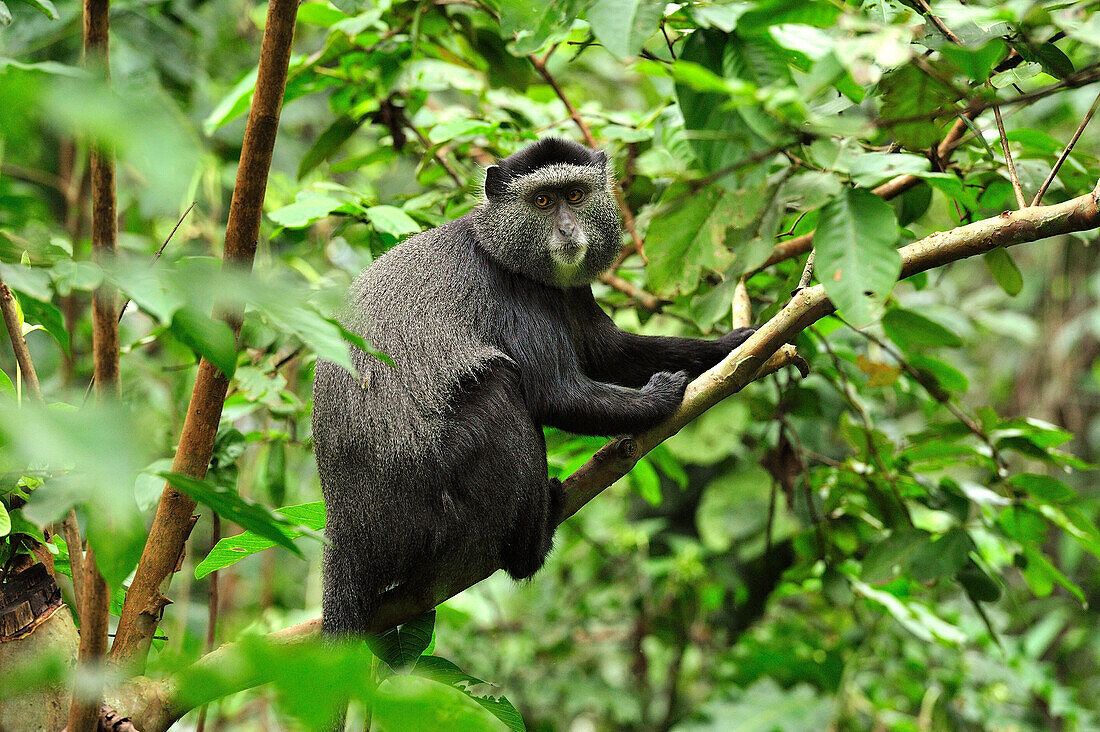 Stuhlmannas Blue Monkey (Cercopithecus mitis stuhlmanni), Kakamega Forest Reserve, Kenya