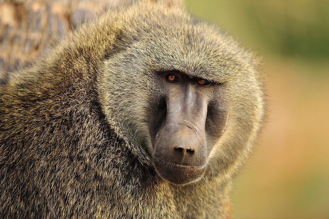 Olive Baboon (Papio anubis), Samburu National Park, Kenya