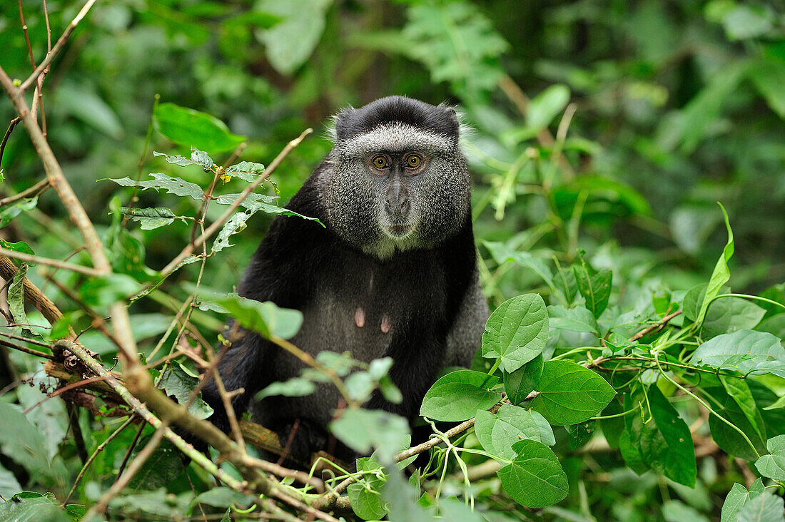 Stuhlmannas Blue Monkey (Cercopithecus mitis stuhlmanni), Kakamega Forest Reserve, Kenya