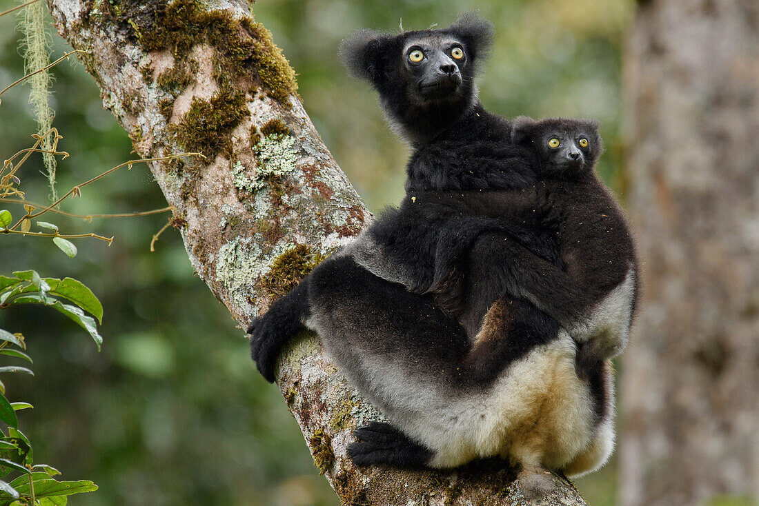 Indri (Indri indri) mother and young, Mantadia National Park, Madagascar